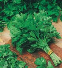 PREZZEMOLO GIGANTE D'ITALIA GR.100